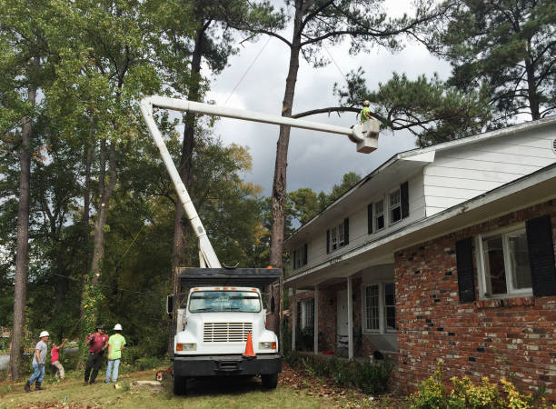 Villanova, PA Tree Services Company