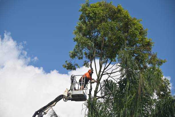 How Our Tree Care Process Works  in  Villanova, PA